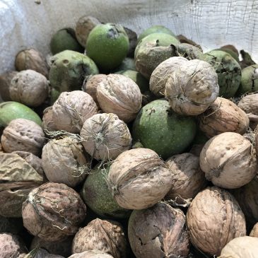 گردو سوغات شهر  خلخال