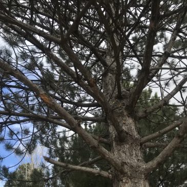 فصل بهار در پارک ارم شهر خلخال