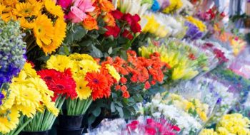 کاشت گل های تزئینی در آستانه سال نو
